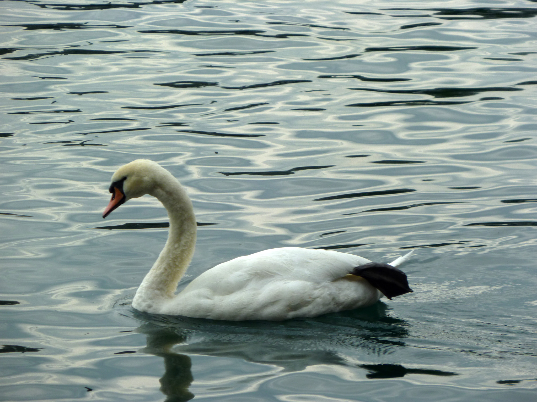 Panasonic DMC-ZX1 sample photo. Swan photography