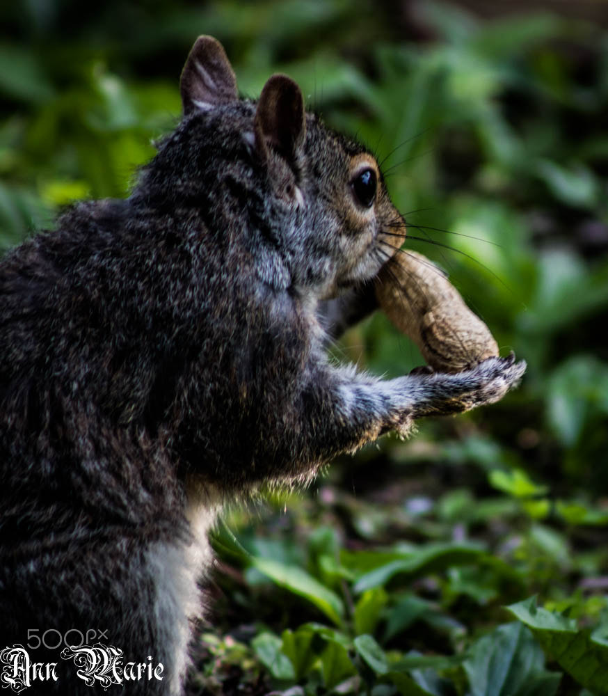 Canon EF 75-300mm f/4-5.6 USM sample photo. Love nature. photography