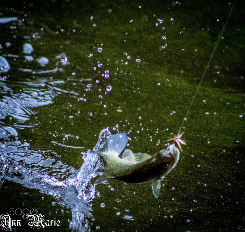 Canon EF 75-300mm f/4-5.6 USM sample photo. Love nature. photography
