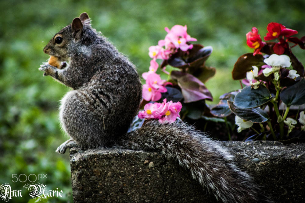 Canon EF 75-300mm f/4-5.6 USM sample photo. Love nature. photography