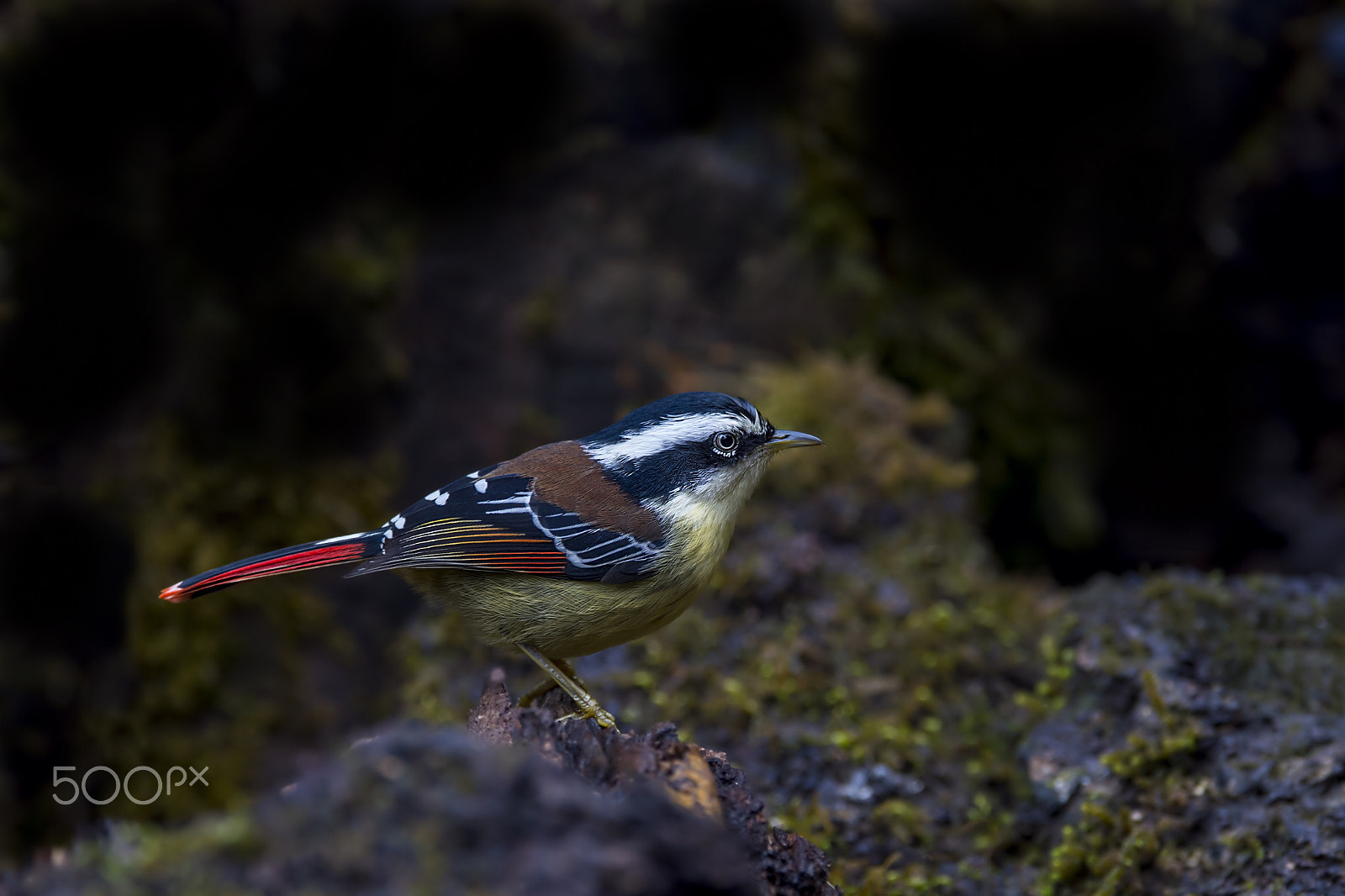 Nikon AF-S Nikkor 600mm F4E FL ED VR sample photo. Red-tailed minla photography