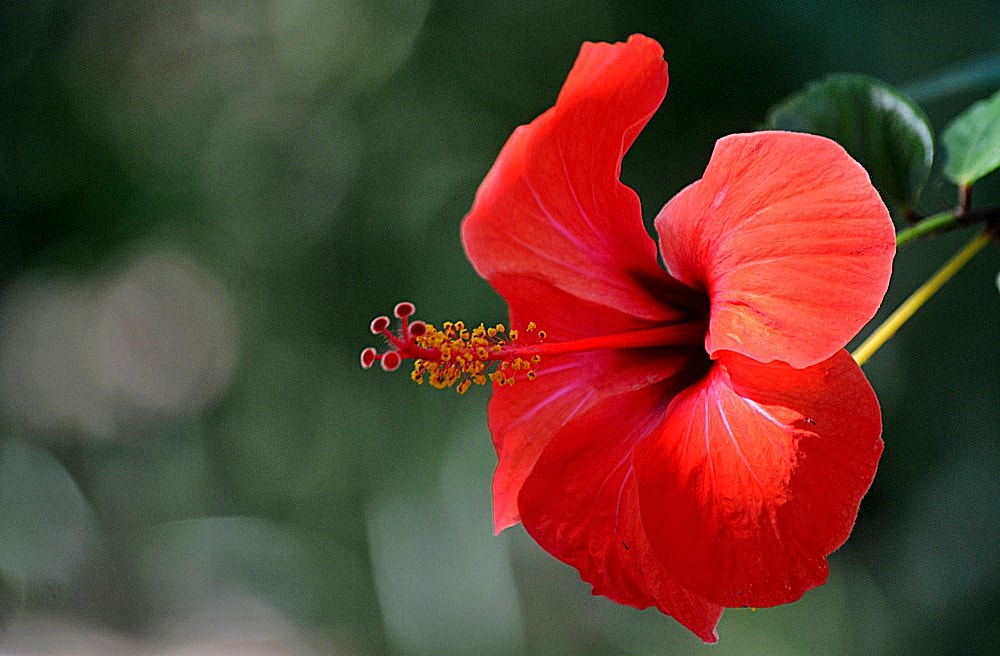 Sigma 70-300mm F4-5.6 APO Macro Super II sample photo. Hibiscus rosa - sinensis photography
