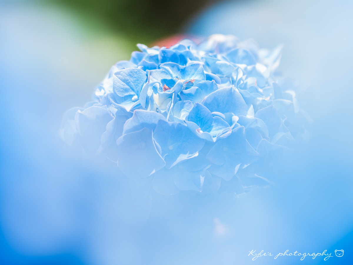 Olympus OM-D E-M1 + Sigma 150mm F2.8 EX DG Macro HSM sample photo. Hydrangea photography