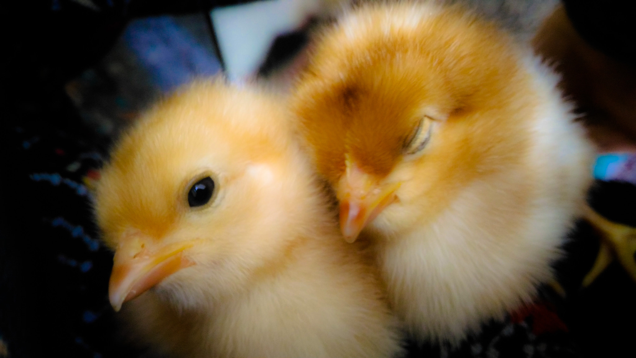 ASUS ZenFone 2 Laser (ZE500KL) sample photo. Chicks photography