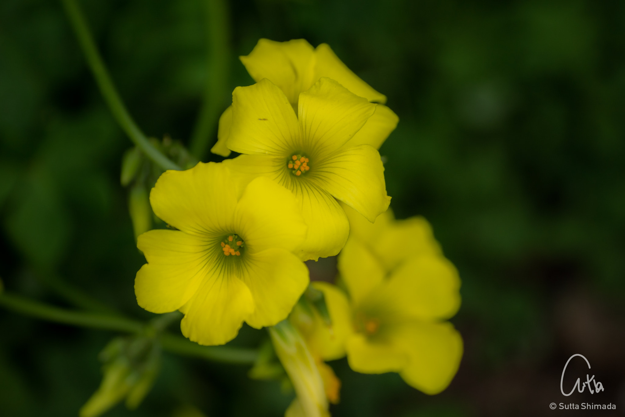 Canon EOS M3 sample photo. Oxalis pes-caprae photography