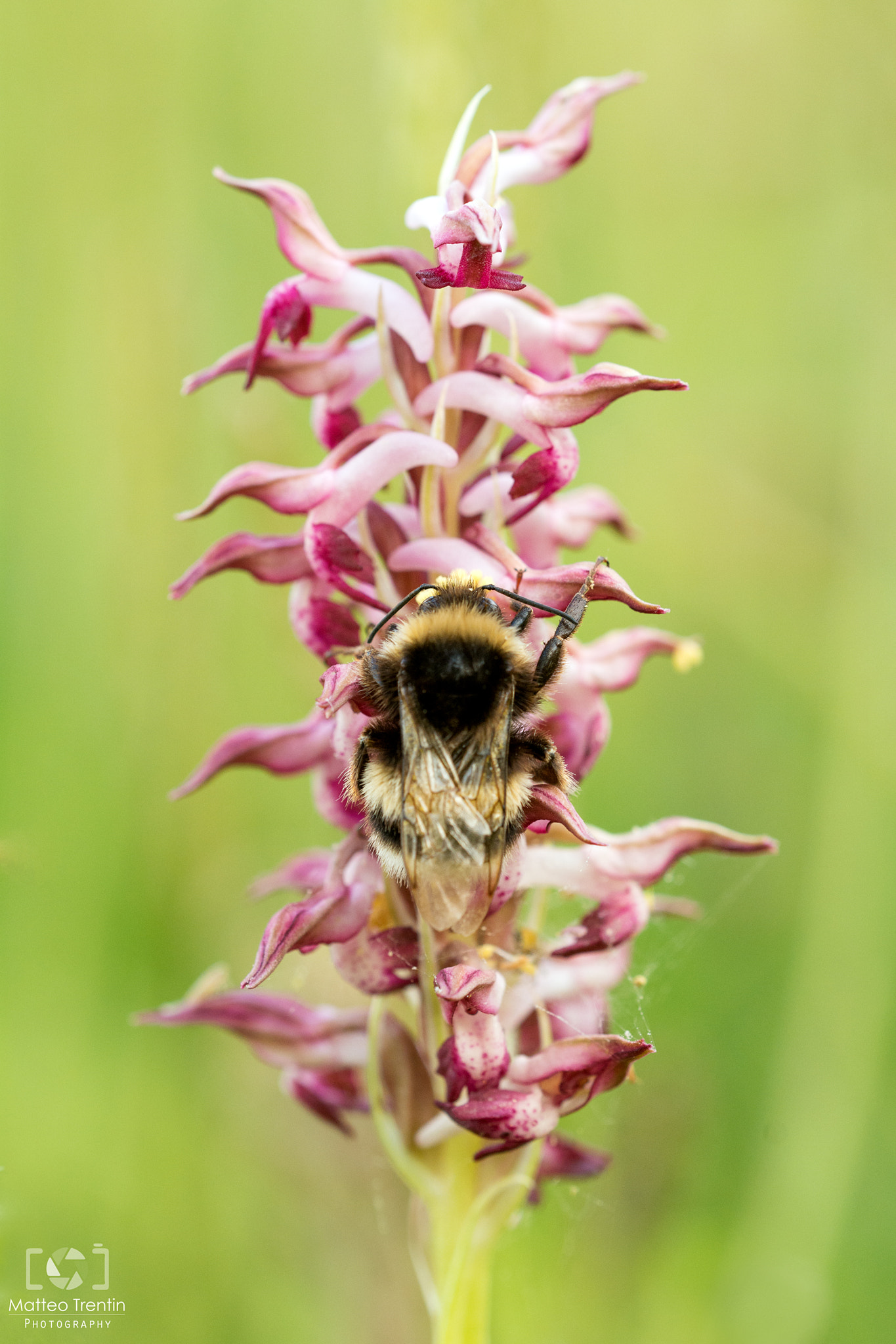 Sigma 150mm F2.8 EX DG OS Macro HSM sample photo. Bombo greedy photography