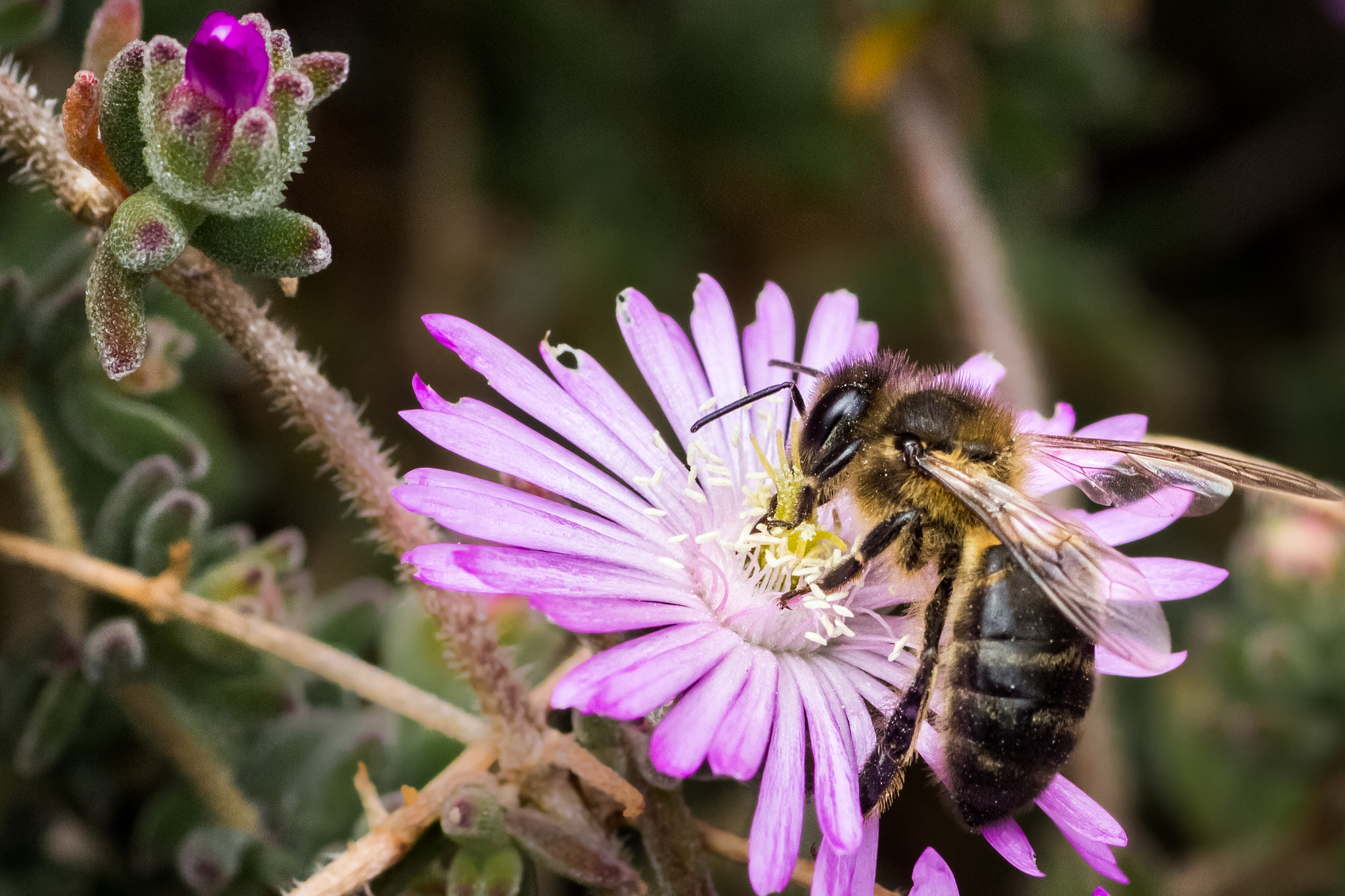 Canon EOS 600D (Rebel EOS T3i / EOS Kiss X5) + Tamron SP AF 90mm F2.8 Di Macro sample photo. Bee on the job photography