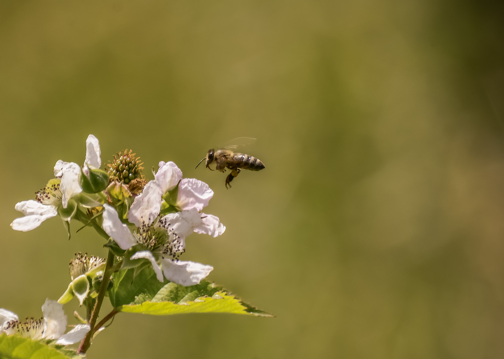 Nikon D7100 + Sigma 70-300mm F4-5.6 DG Macro sample photo. Flying honey bee photography