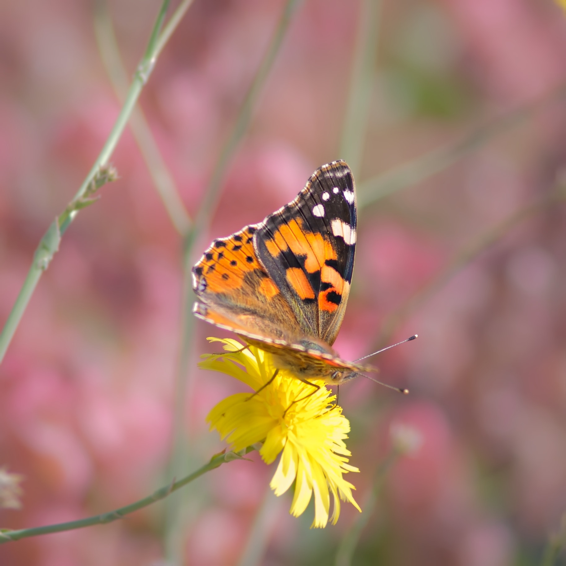 Pentax smc D-FA 100mm F2.8 Macro WR sample photo