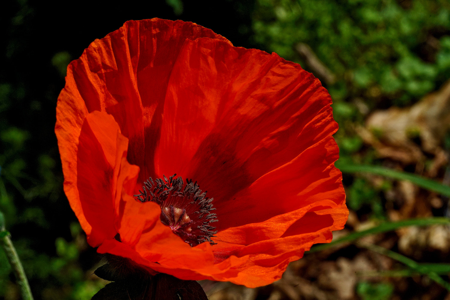 100mm F2.8 SSM sample photo. Big ol' poppy photography