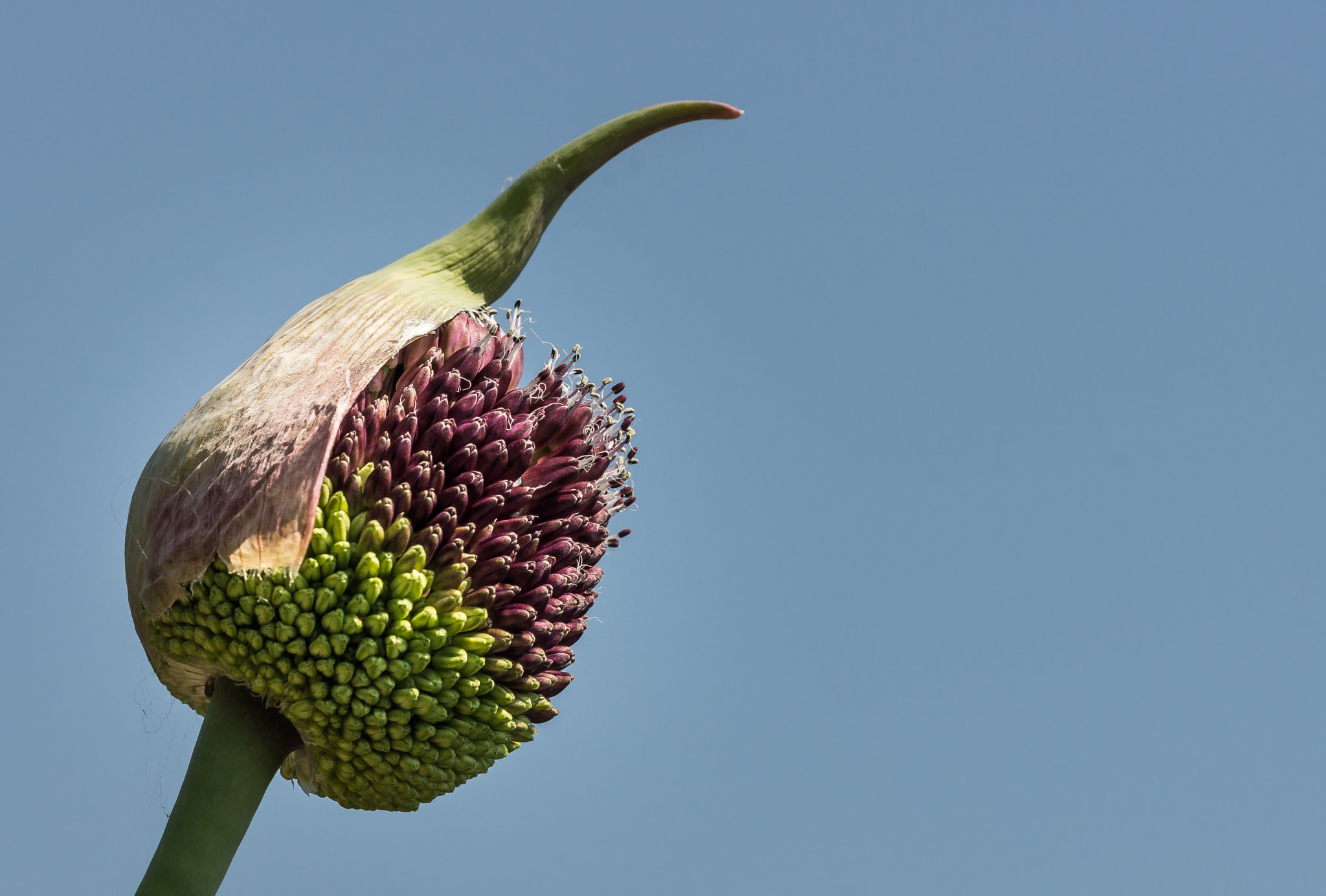 Sony SLT-A77 + Sony 100mm F2.8 Macro sample photo. Allium forelock. photography