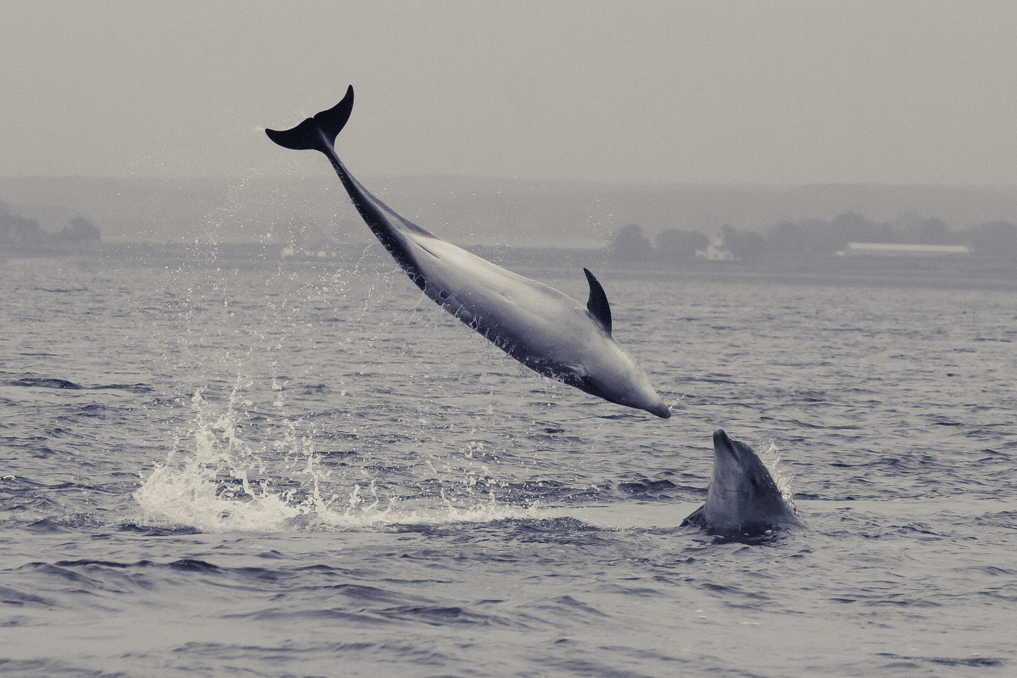 Canon EOS 40D + Canon EF 70-300mm F4.5-5.6 DO IS USM sample photo. Leaping dolphins photography