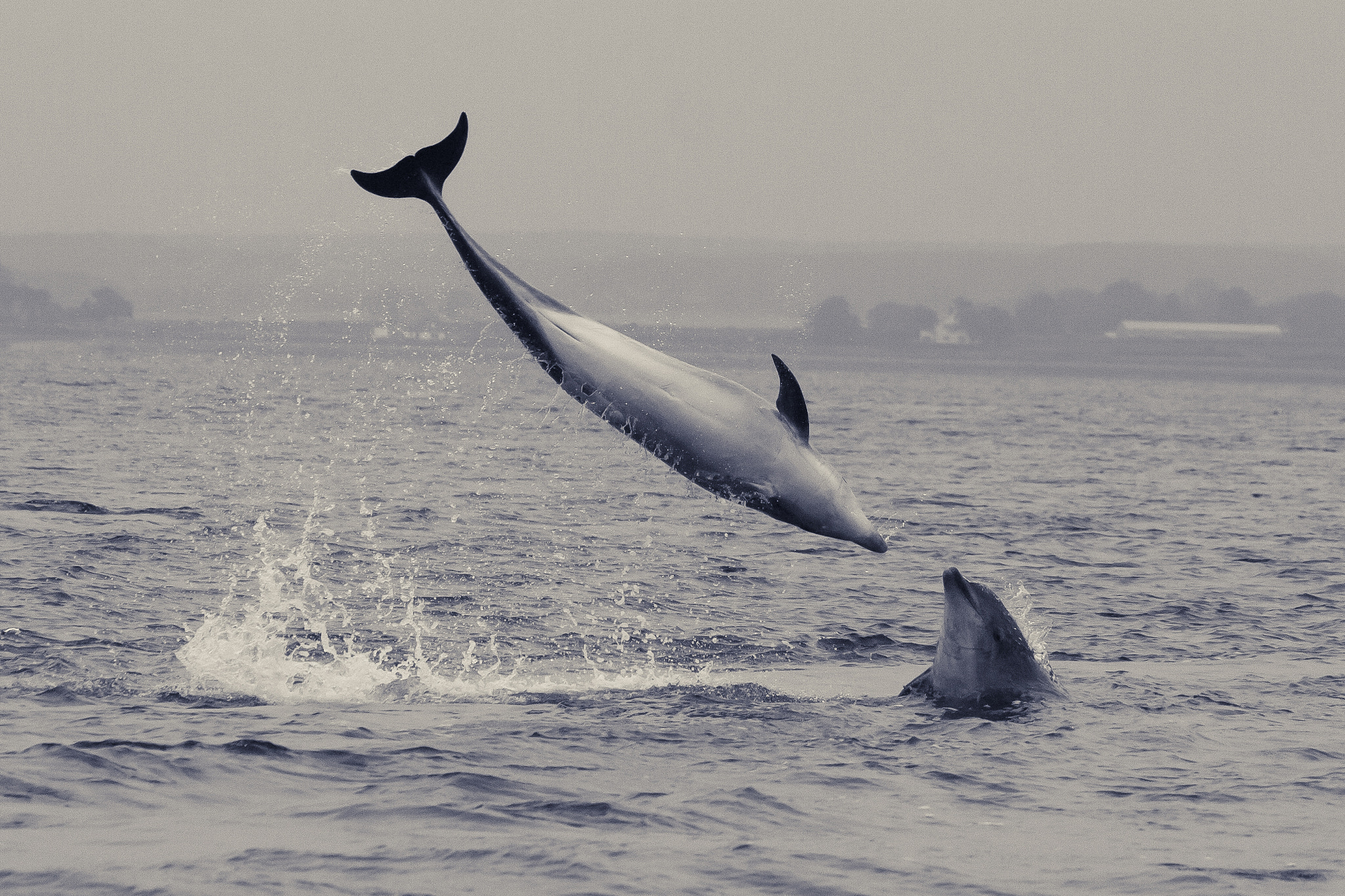 Canon EOS 40D sample photo. Leaping dolphins photography
