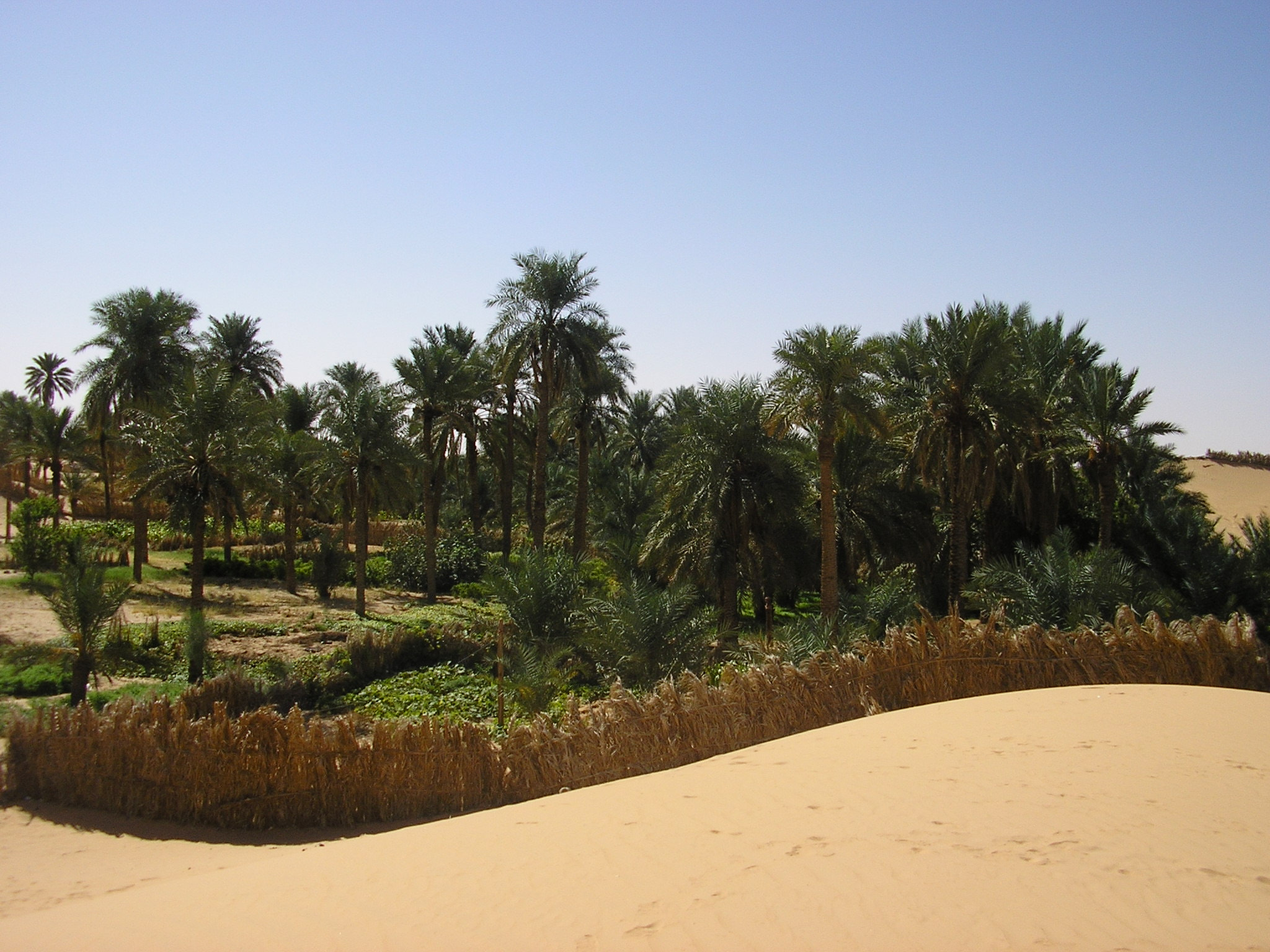 Olympus X100,D540Z,C310Z sample photo. Oasis near timimoun photography