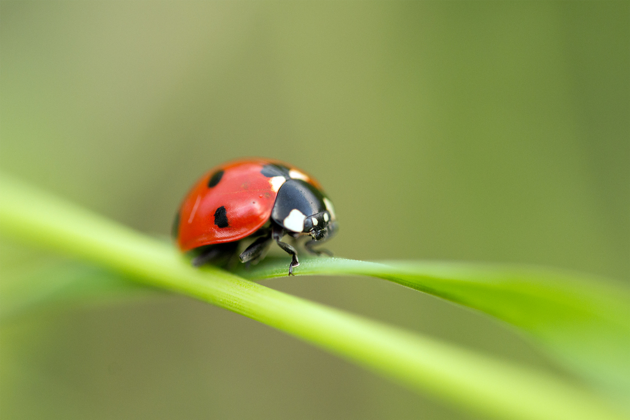 Sigma 150mm F2.8 EX DG OS Macro HSM sample photo. Coccinella photography