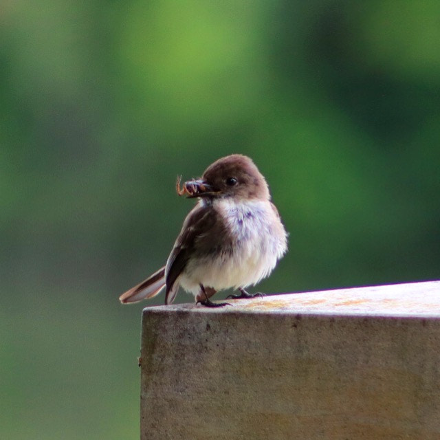 Canon EF75-300mm f/4-5.6 sample photo