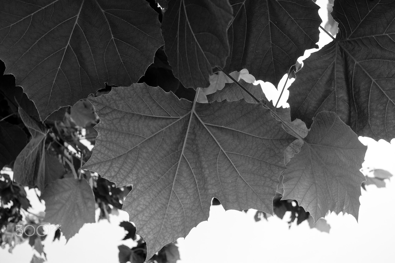 Canon EOS M2 + Canon EF-M 22mm F2 STM sample photo. Leaves photography
