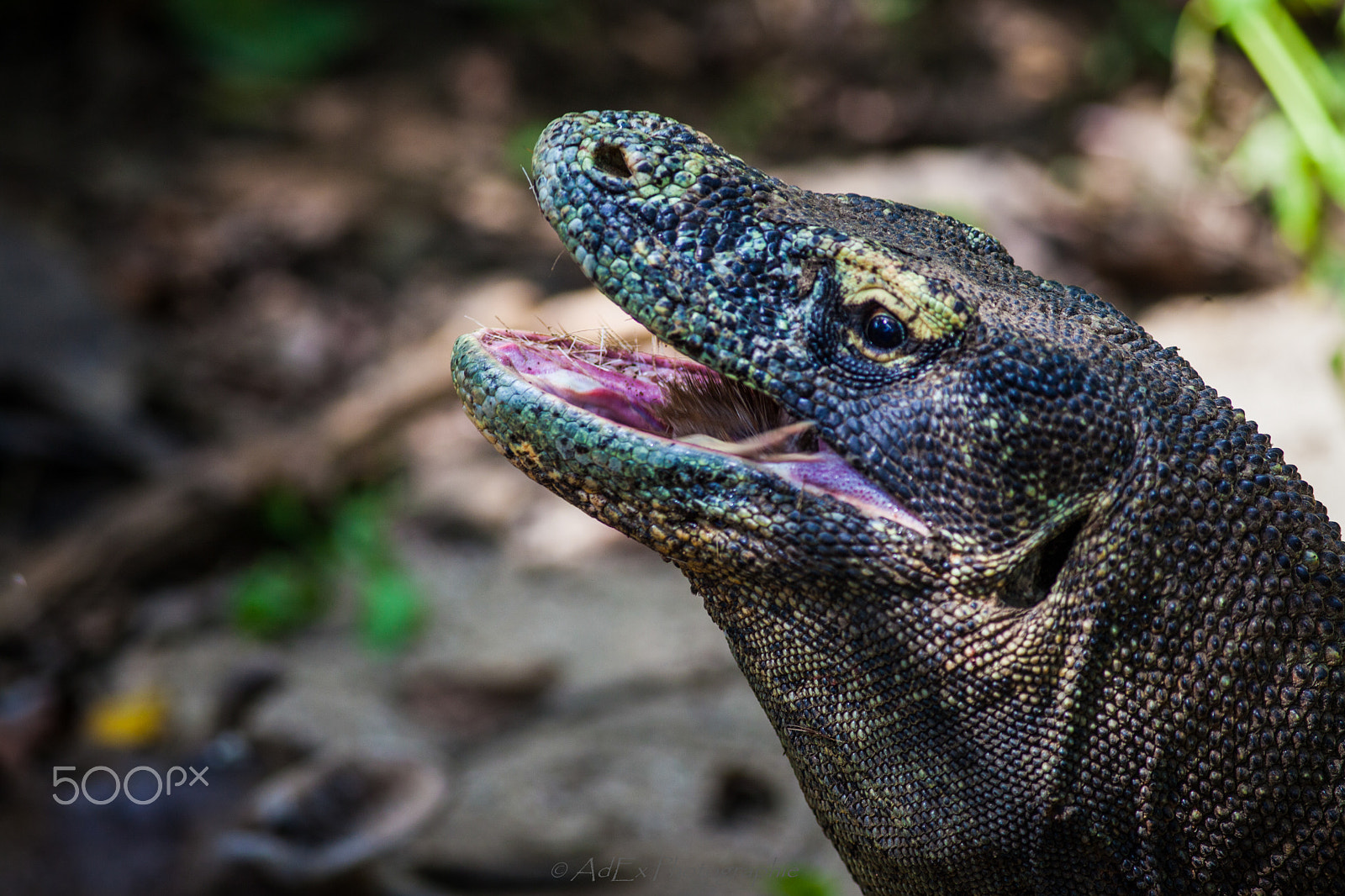 Canon EF 300mm f/4L sample photo. Bali photography