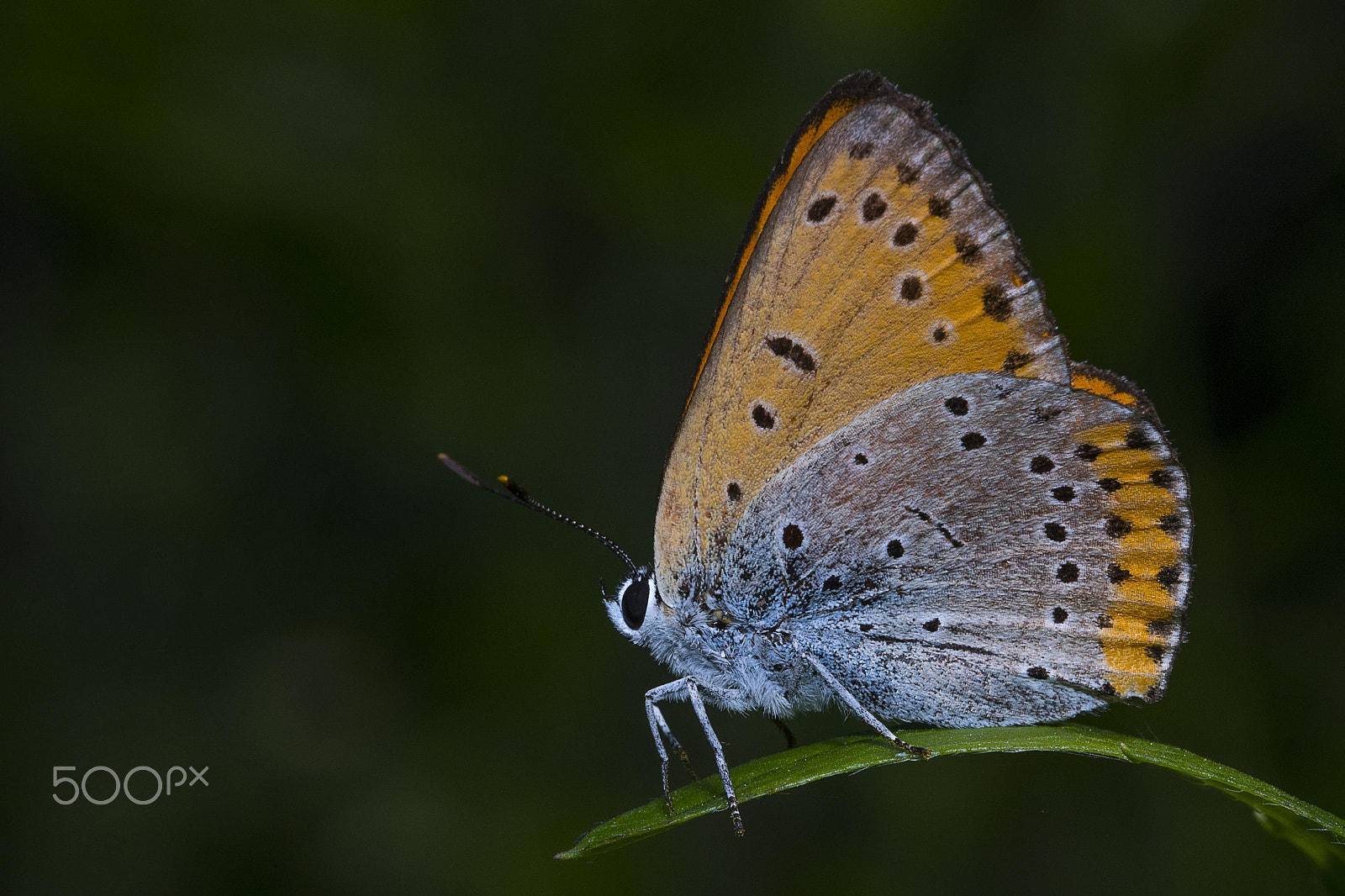 Nikon D500 sample photo. A lycaena dispar photography