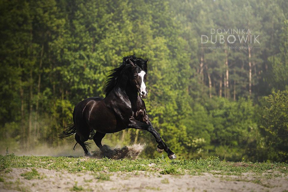 Sigma 70-200mm F2.8 EX DG Macro HSM II sample photo. Black power photography
