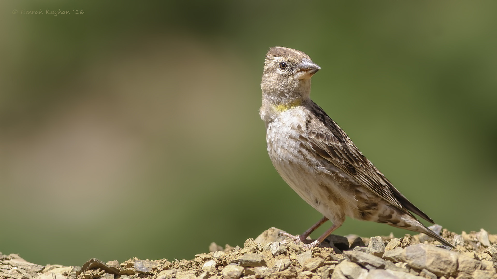 Canon EOS 7D + Canon EF 400mm F5.6L USM sample photo. Rock sparrow photography