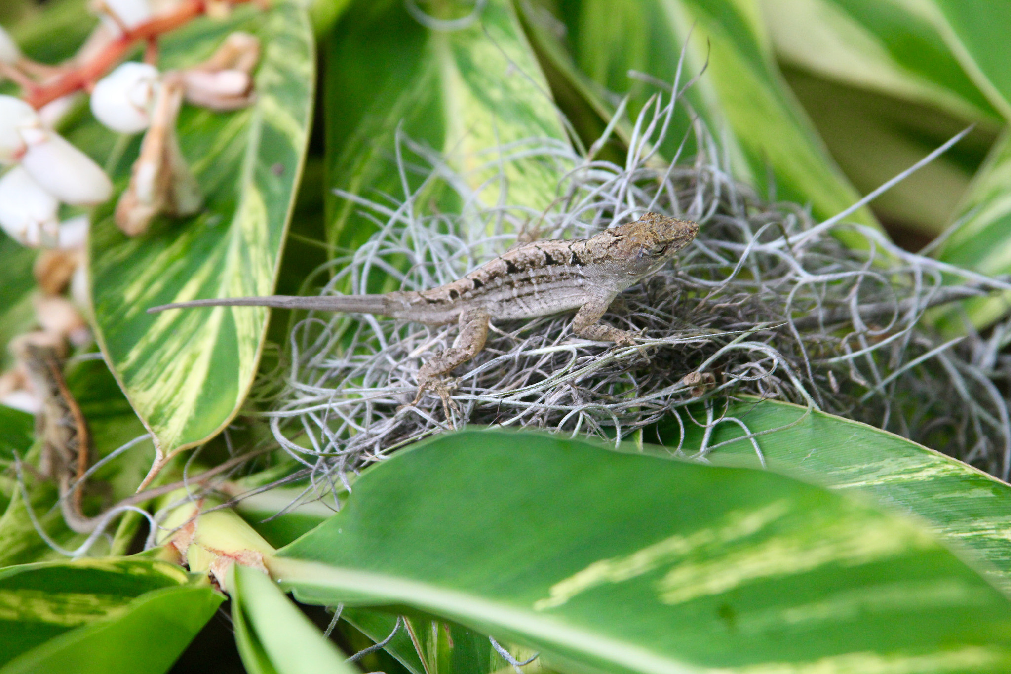 Canon EF 28-135mm F3.5-5.6 IS USM sample photo. Southern lizard photography