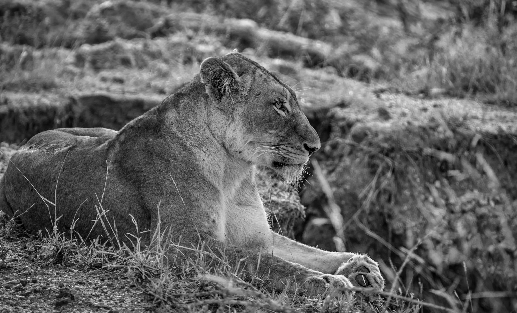 Nikon D60 + Tamron SP 70-300mm F4-5.6 Di VC USD sample photo. Lioness on the savanna - in black and white photography