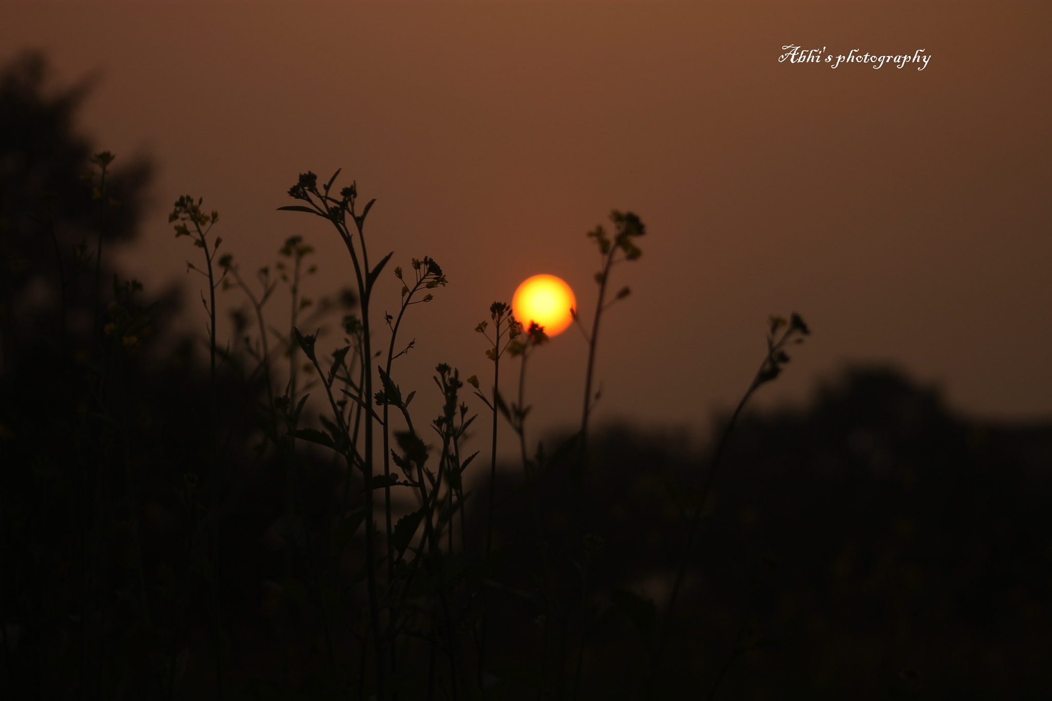 Canon EF 75-300mm f/4-5.6 USM sample photo. Early morning at the fields photography