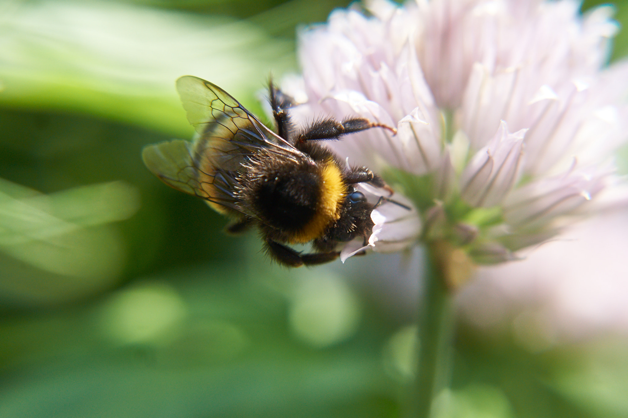 Sony SLT-A33 + Sony DT 35mm F1.8 SAM sample photo. Bumblebee photography