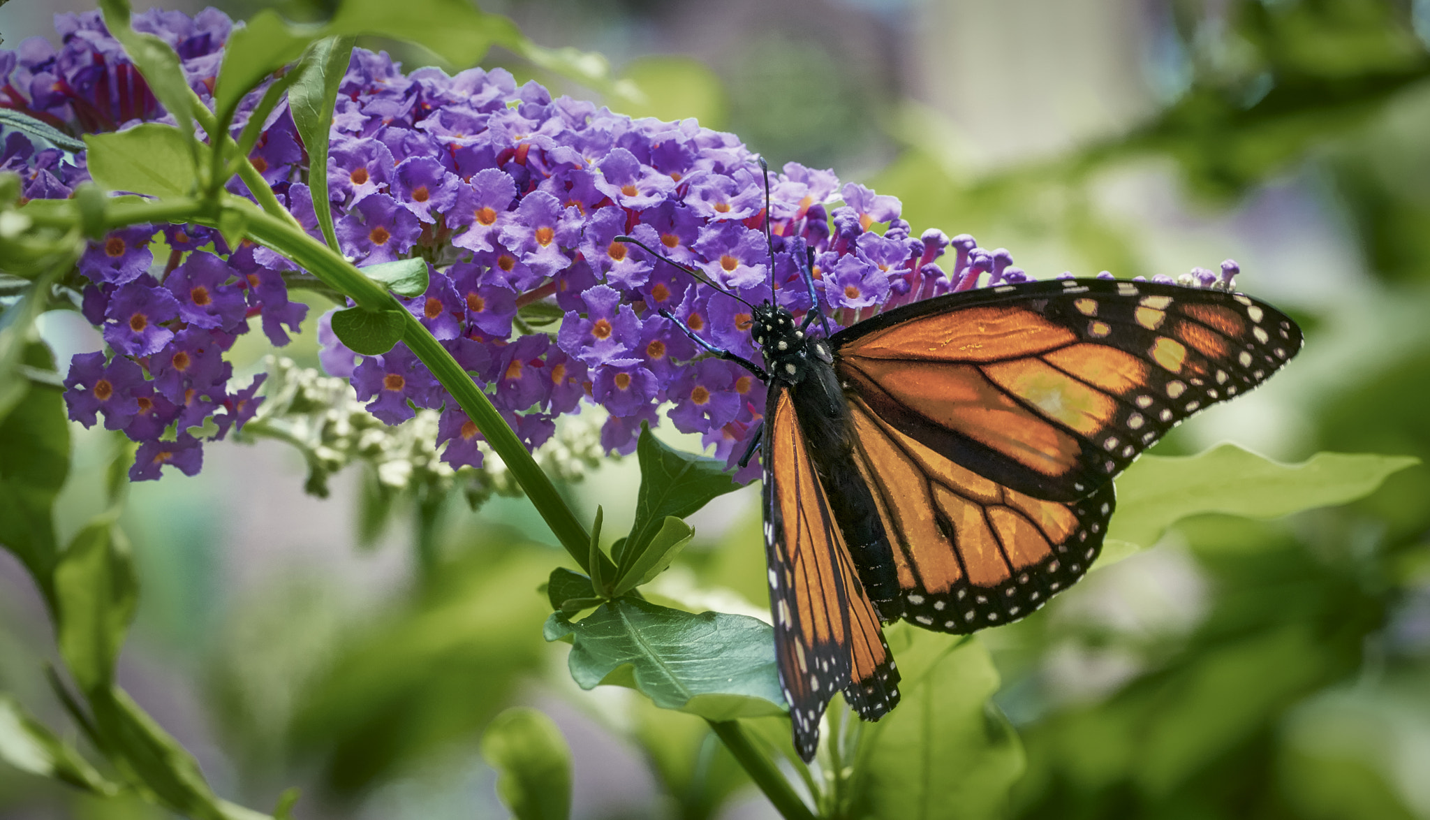 Sony a6300 + Sony FE 90mm F2.8 Macro G OSS sample photo. Monarch butterfly photography