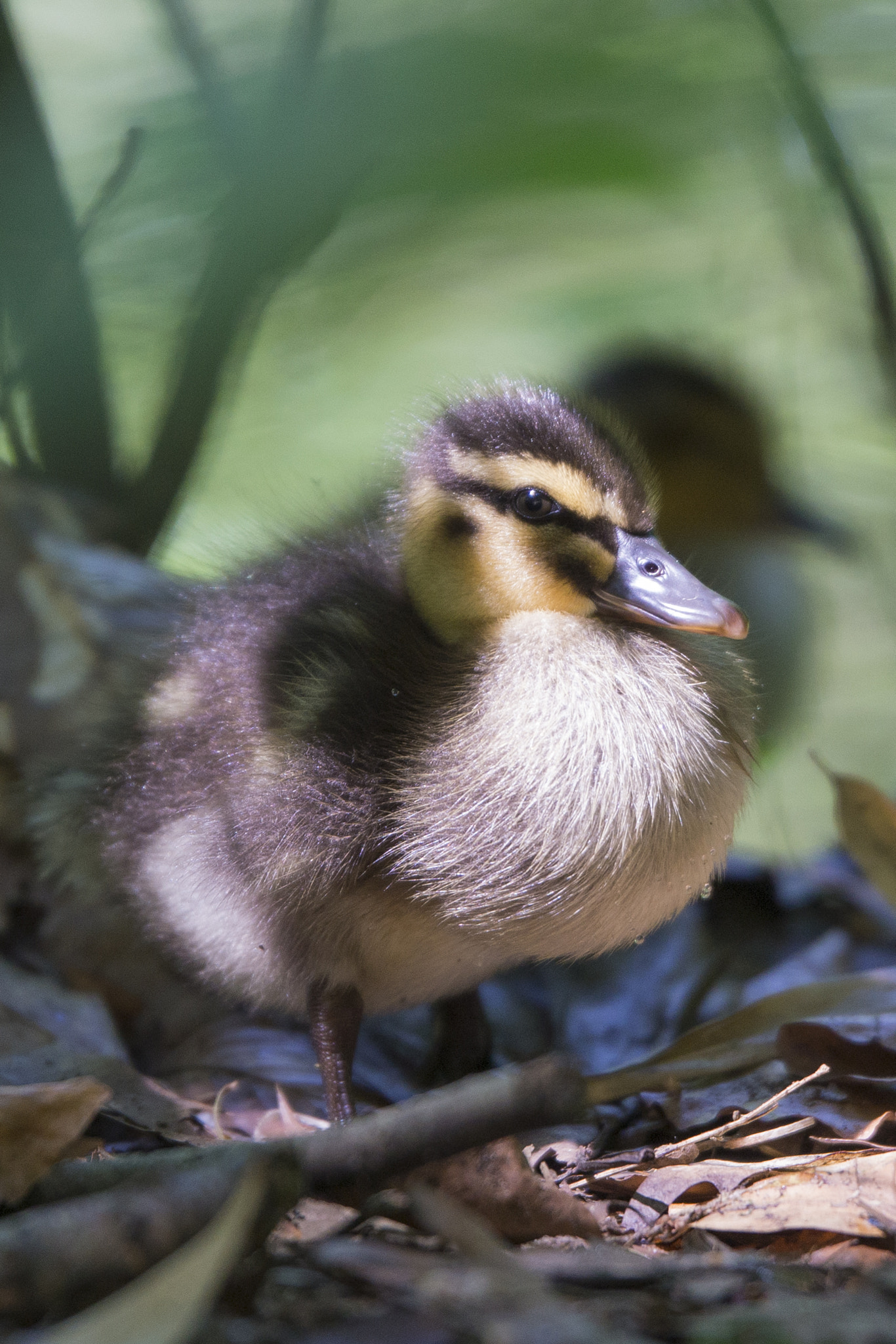 Sony SLT-A77 + Tamron SP 70-200mm F2.8 Di VC USD sample photo. Duck baby photography