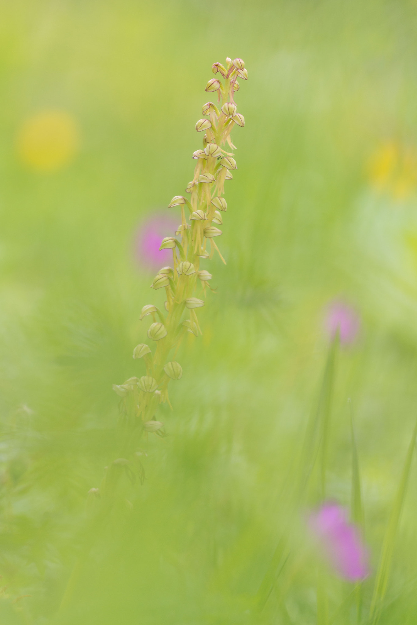 Sigma 150mm F2.8 EX DG Macro HSM sample photo. Orchis anthropophora photography