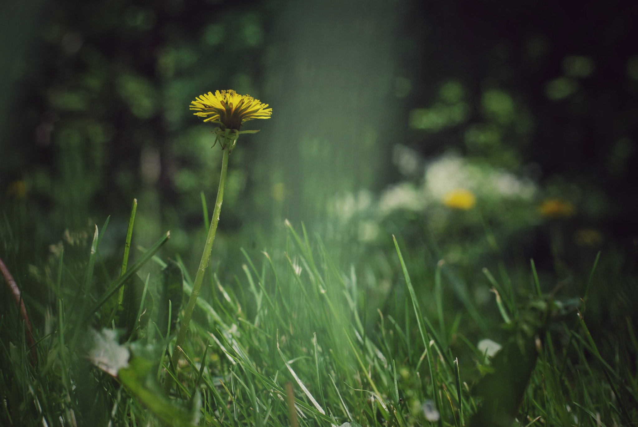 Nikon D80 + Nikon AF-S Nikkor 50mm F1.8G sample photo. Weed photography