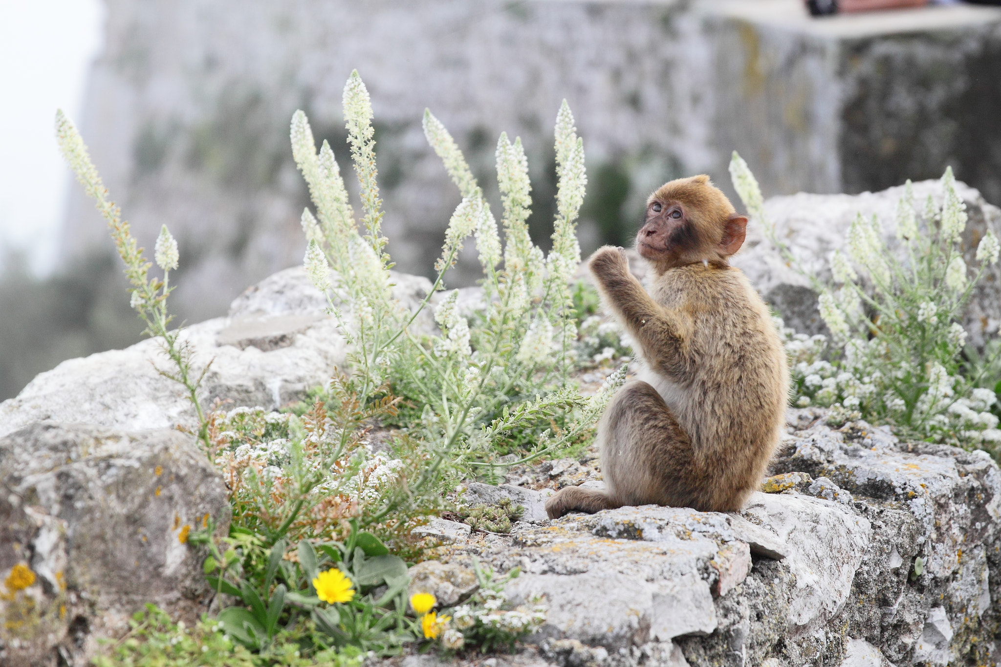 Canon EF 24-70mm F2.8L II USM sample photo. The baby barbary macaque photography
