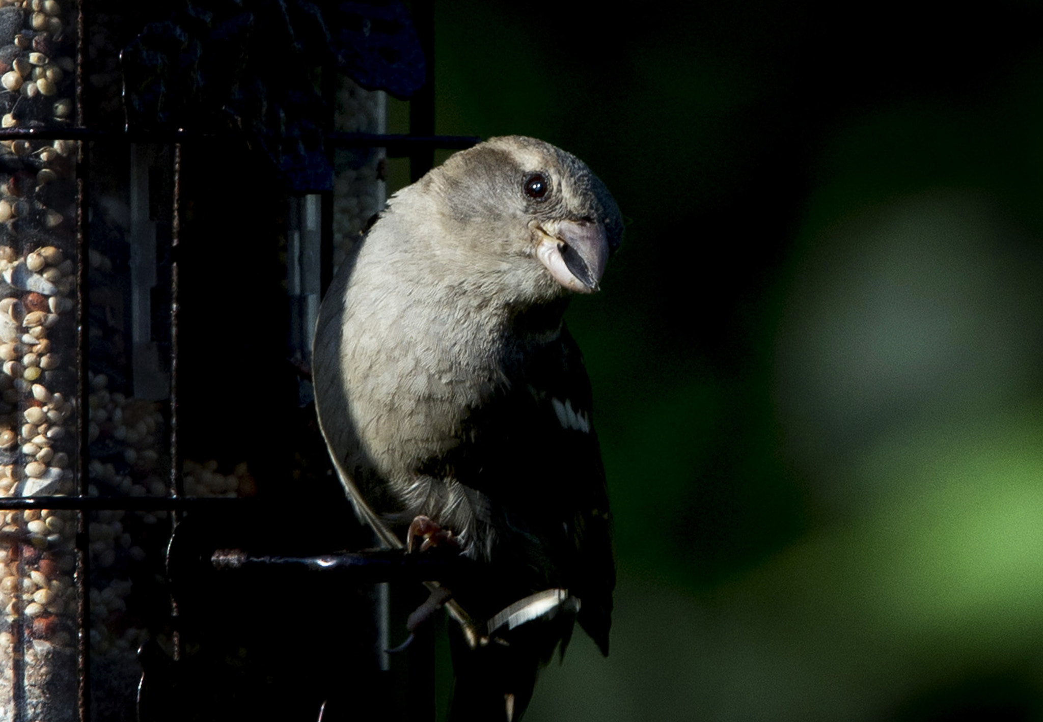 Canon EOS-1D X + Canon EF 70-200mm F2.8L IS II USM sample photo. Just a sparrow in early morning light photography