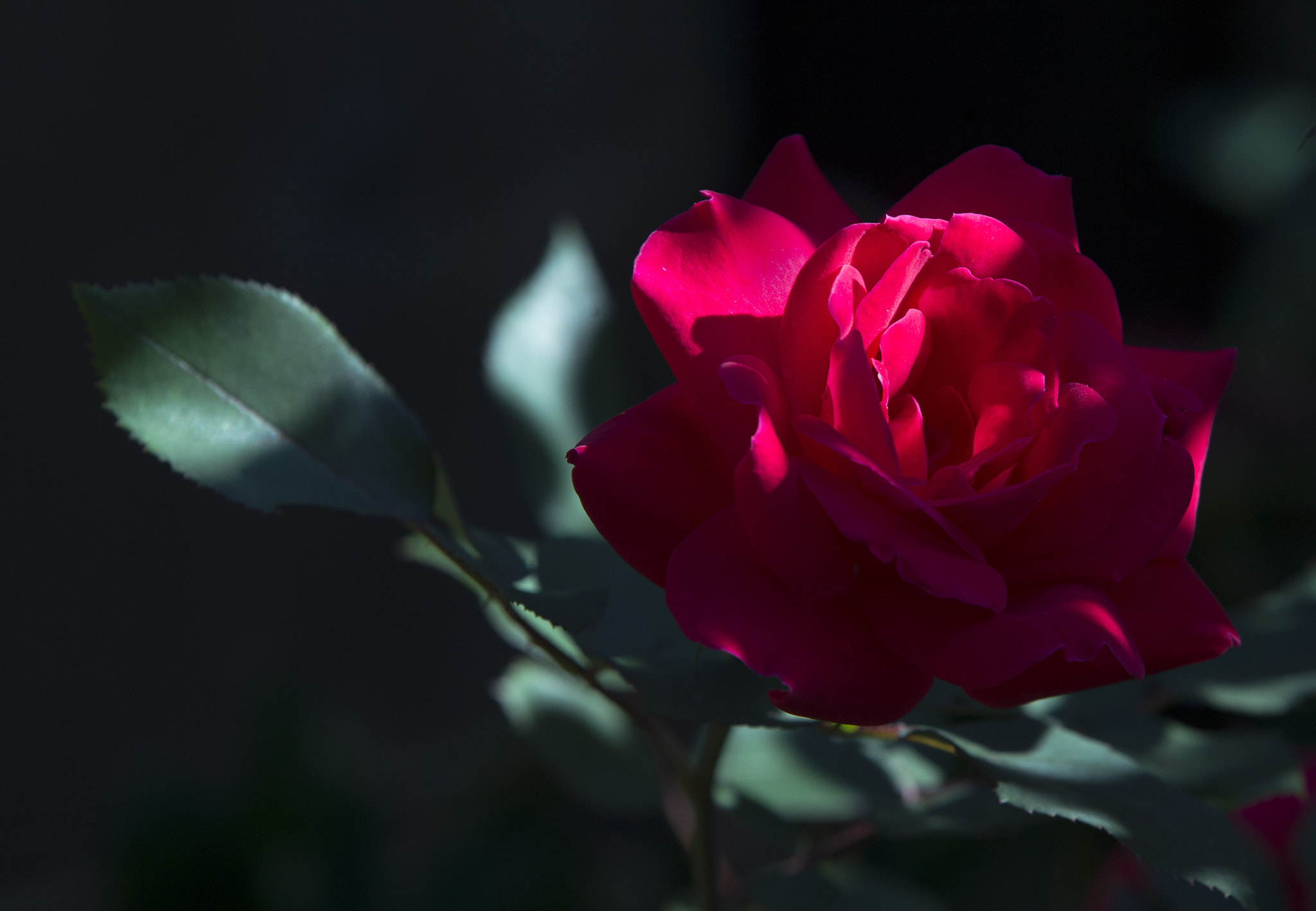 Canon EOS-1D X + Canon EF 70-200mm F2.8L IS II USM sample photo. Early morning rose photography
