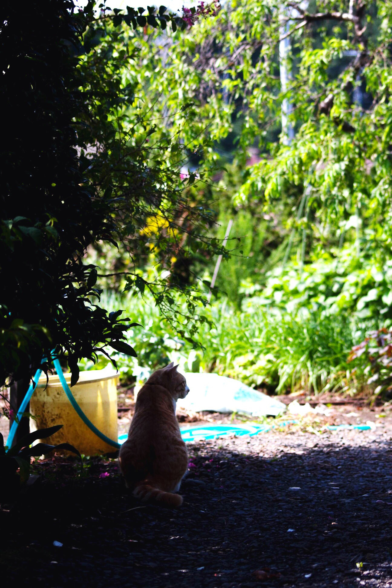 Canon EOS 40D sample photo. He hates heat photography