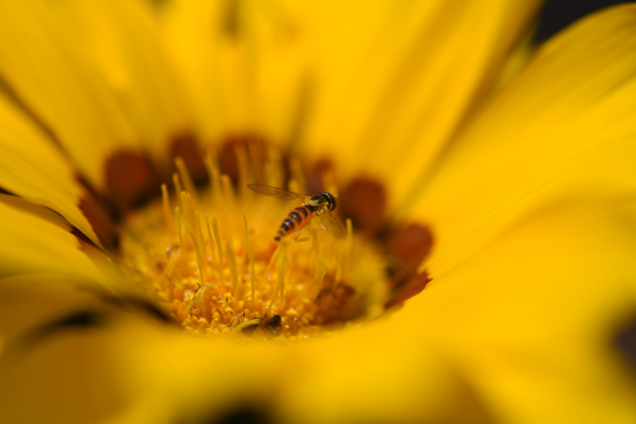 Nikon AF-S Micro-Nikkor 60mm F2.8G ED sample photo. アブの春 photography