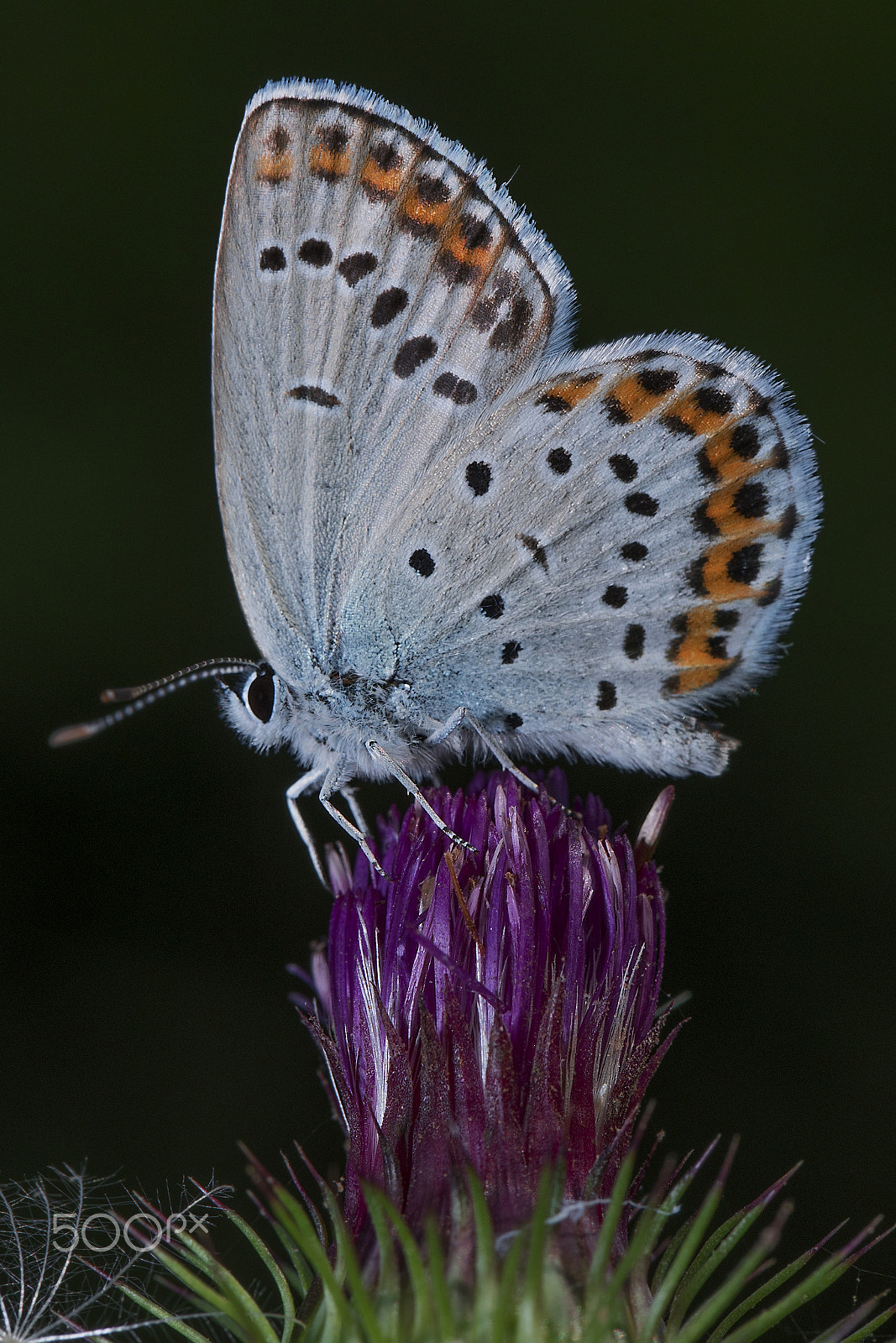 Nikon D500 sample photo. A portrait of butterfly photography