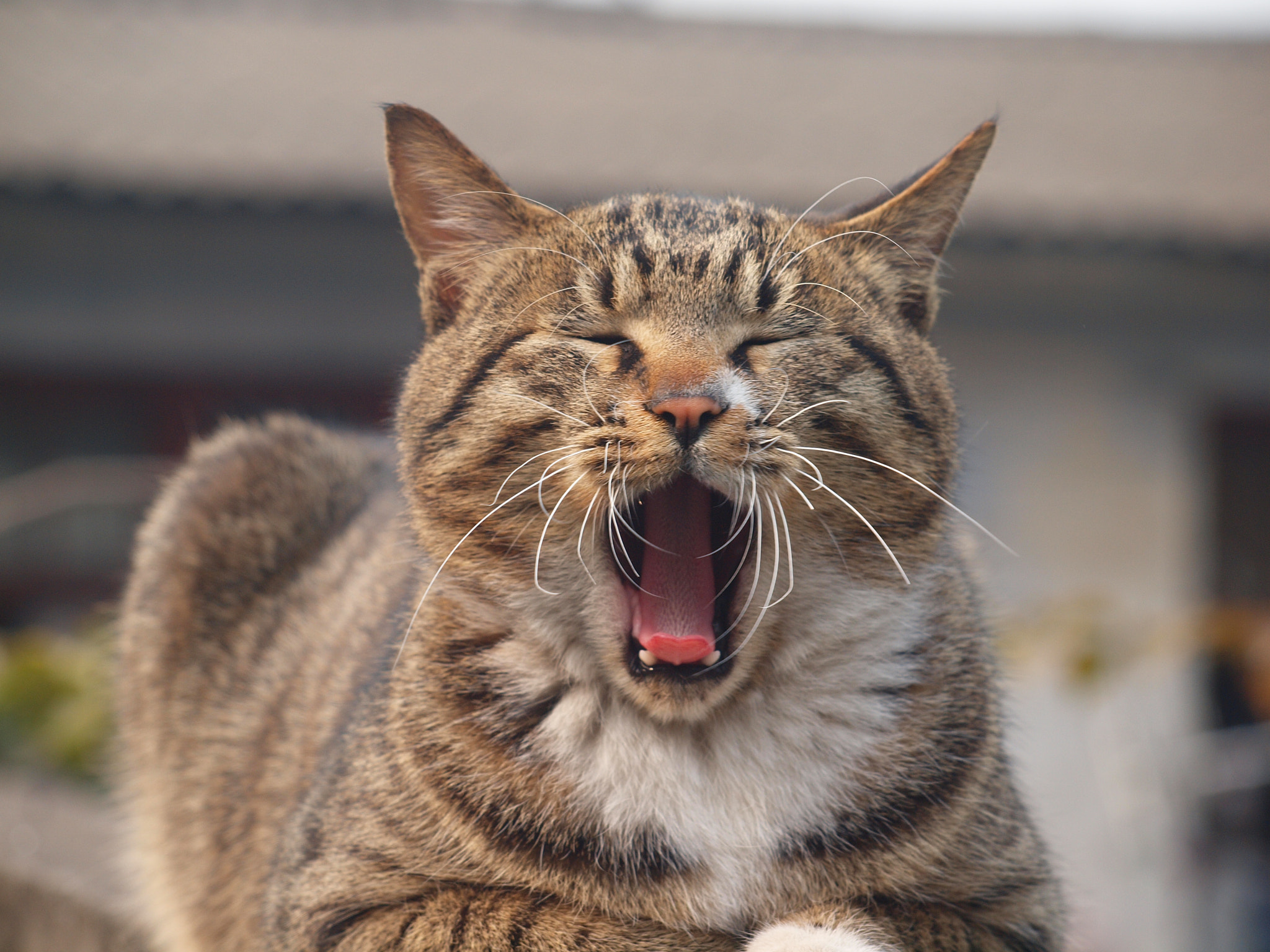 Olympus E-620 (EVOLT E-620) sample photo. Because the warm sun. photography