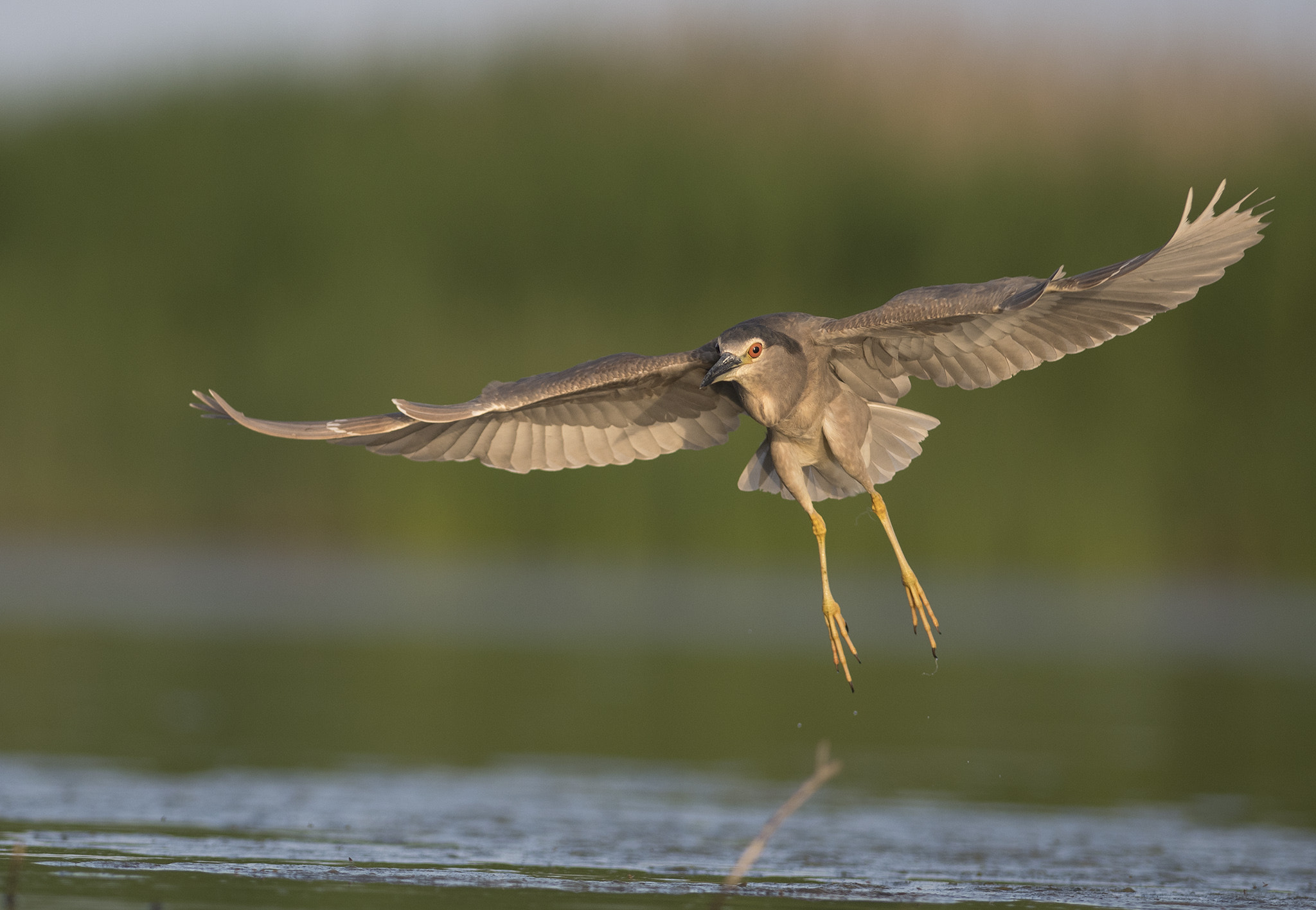 Nikon AF-S Nikkor 300mm F2.8G ED-IF VR sample photo. Night heron landing photography