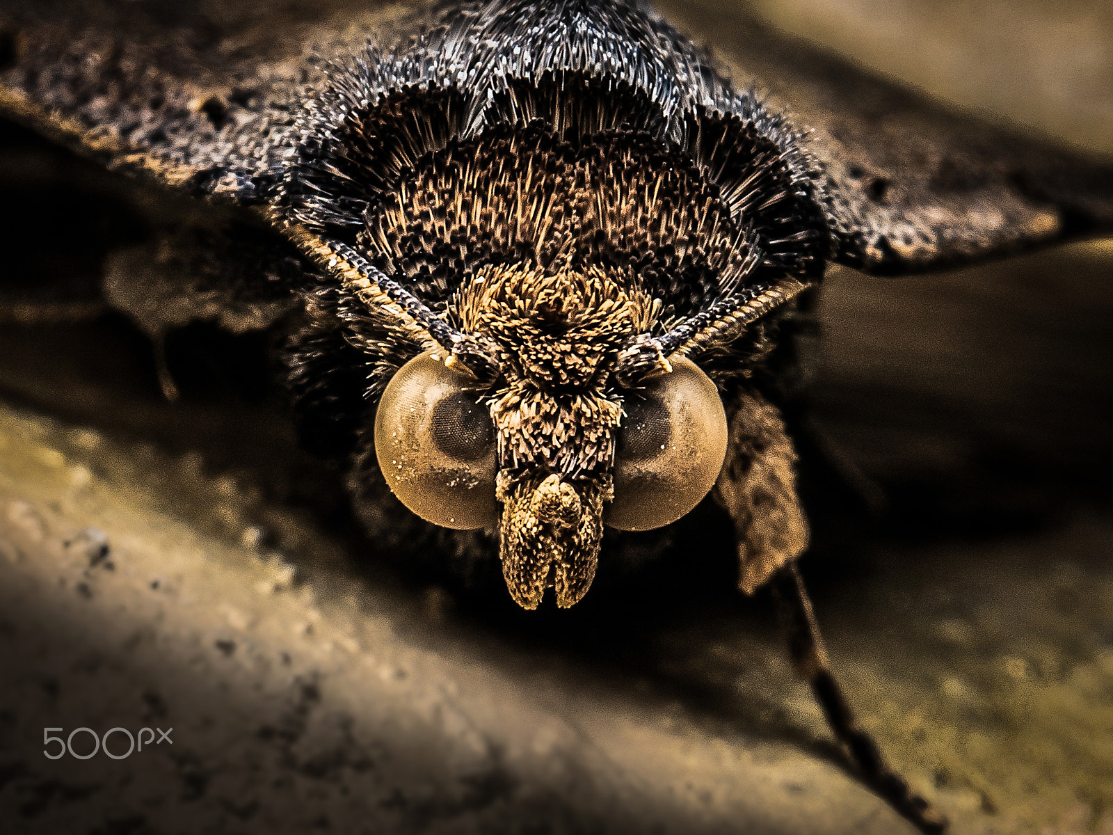 Panasonic Leica DG Macro-Elmarit 45mm F2.8 ASPH OIS sample photo. Moth photography