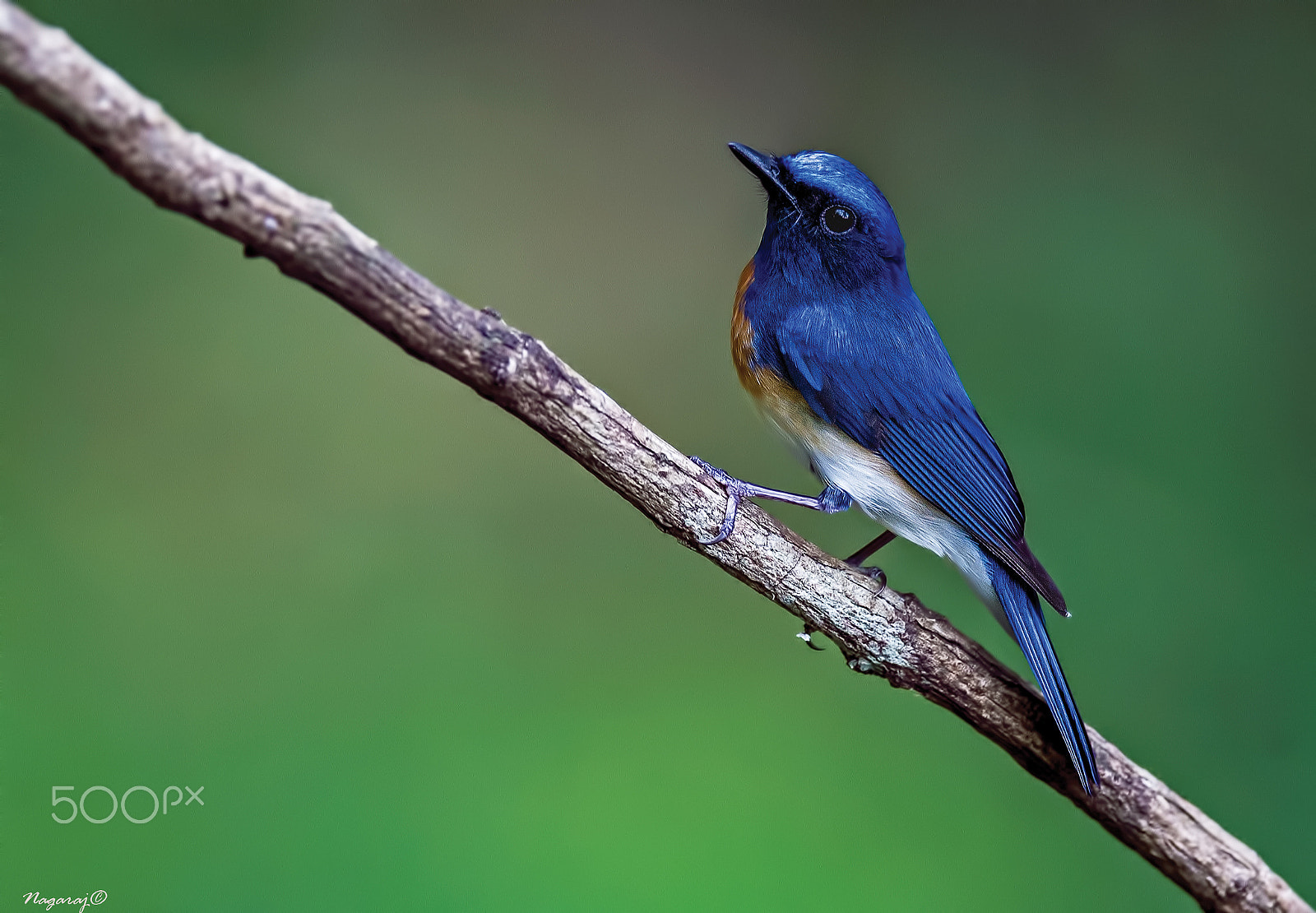 Nikon AF-S Nikkor 600mm F4E FL ED VR sample photo. Flycatcher photography