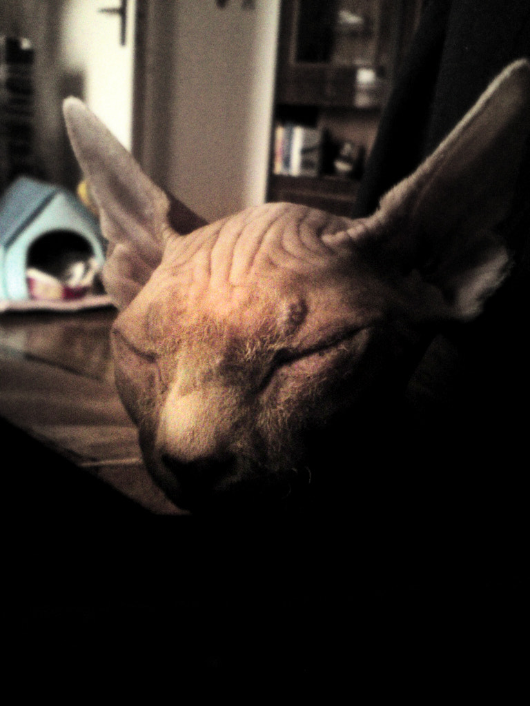 Sony Ericsson W995 sample photo. Visit from space :d photography