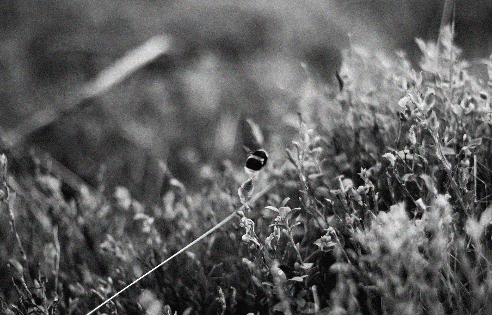Canon EOS 7D Mark II + Canon EF 50mm F1.4 USM sample photo. Bnw nature photography