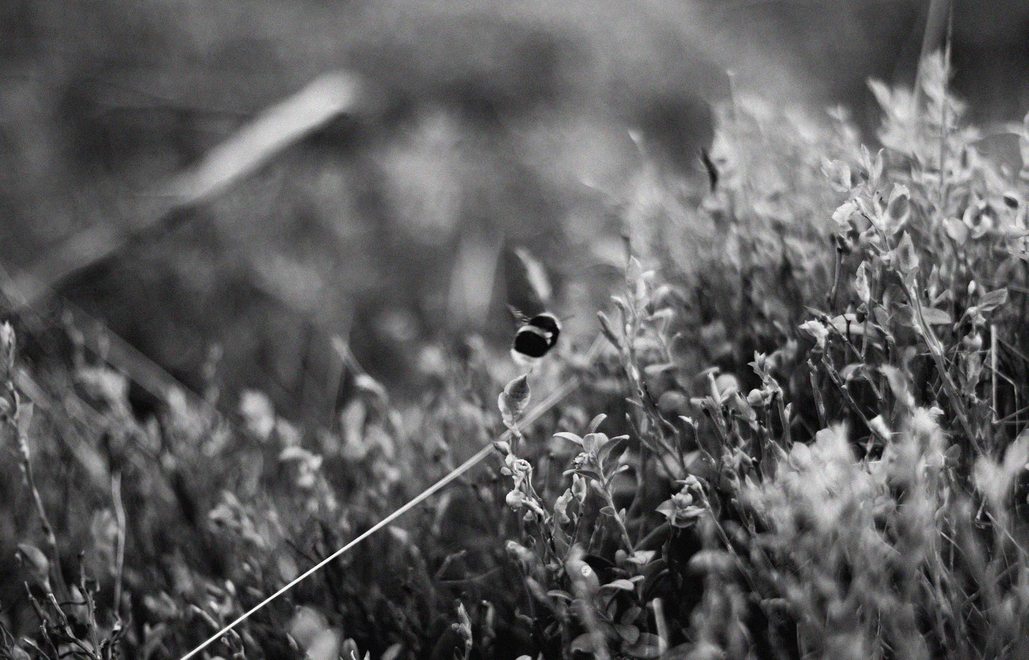 Canon EF 50mm F1.4 USM sample photo. Bnw nature photography