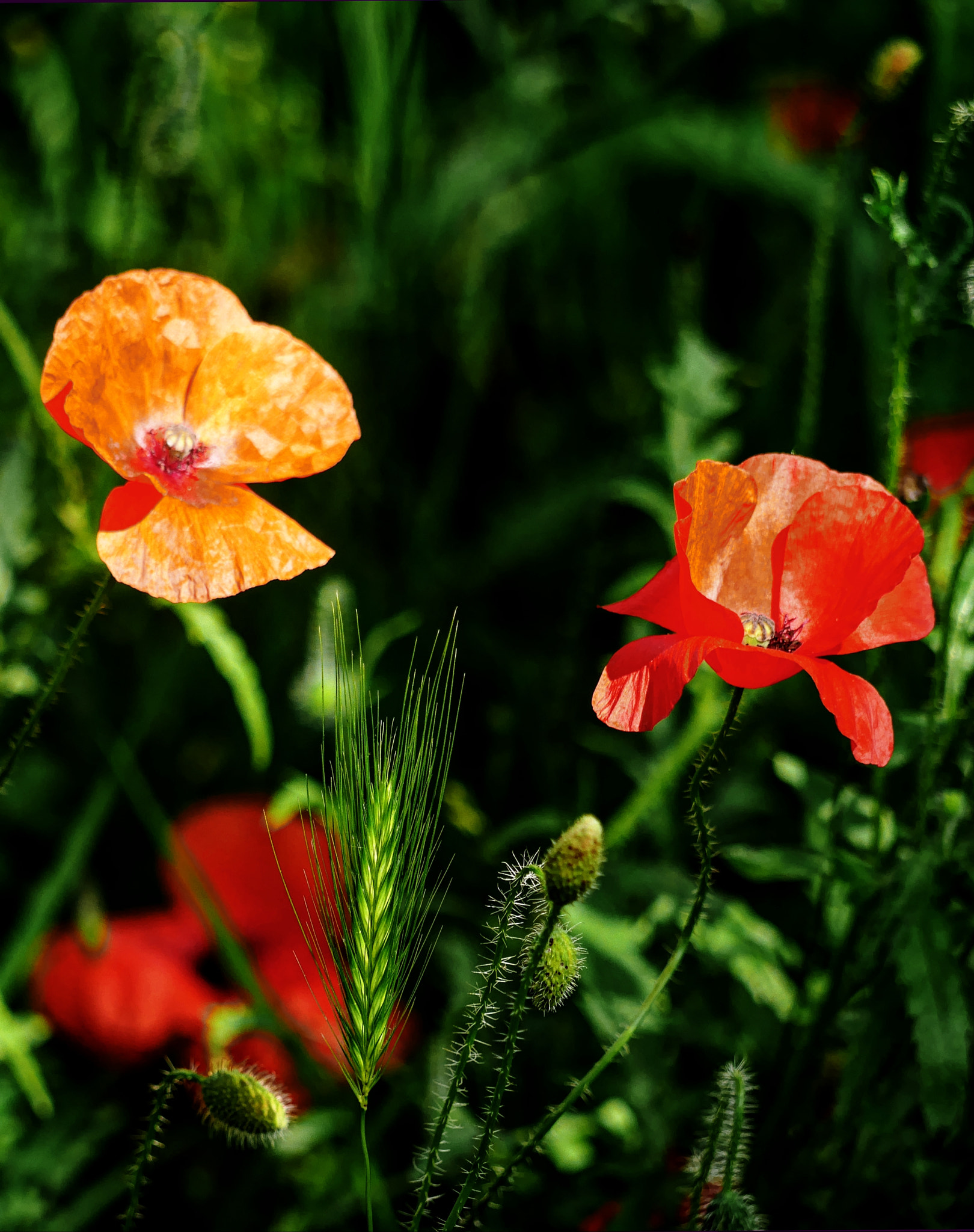 Panasonic Lumix DMC-GX7 + Panasonic Lumix G Vario 45-200mm F4-5.6 OIS sample photo. Poppies  papaver rhoeas photography