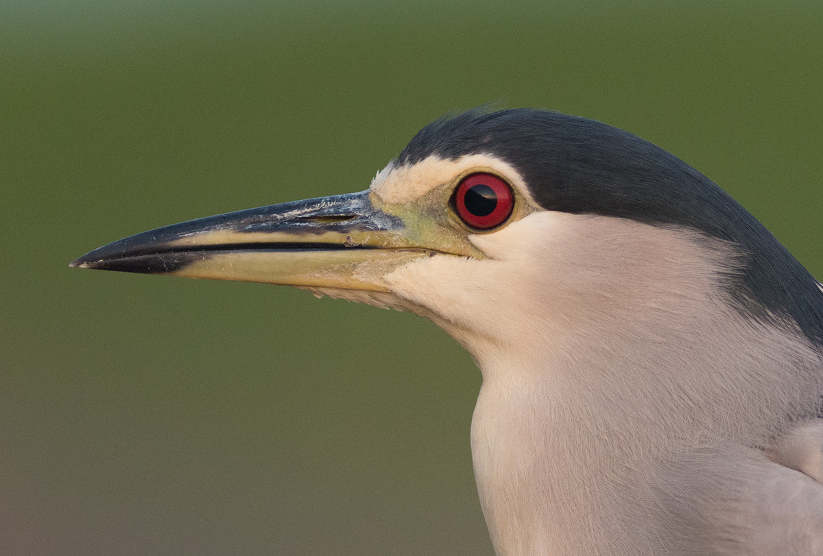 Nikon AF-S Nikkor 300mm F2.8G ED-IF VR sample photo. Portrait photography