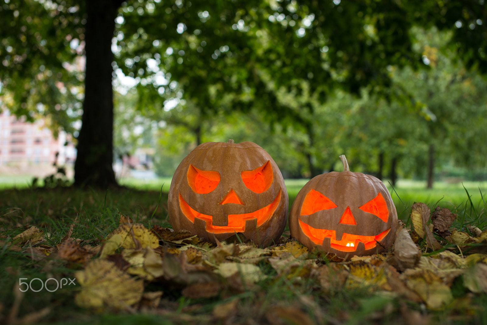 Nikon D600 sample photo. Halloween pumpkin on leaves in woods photography