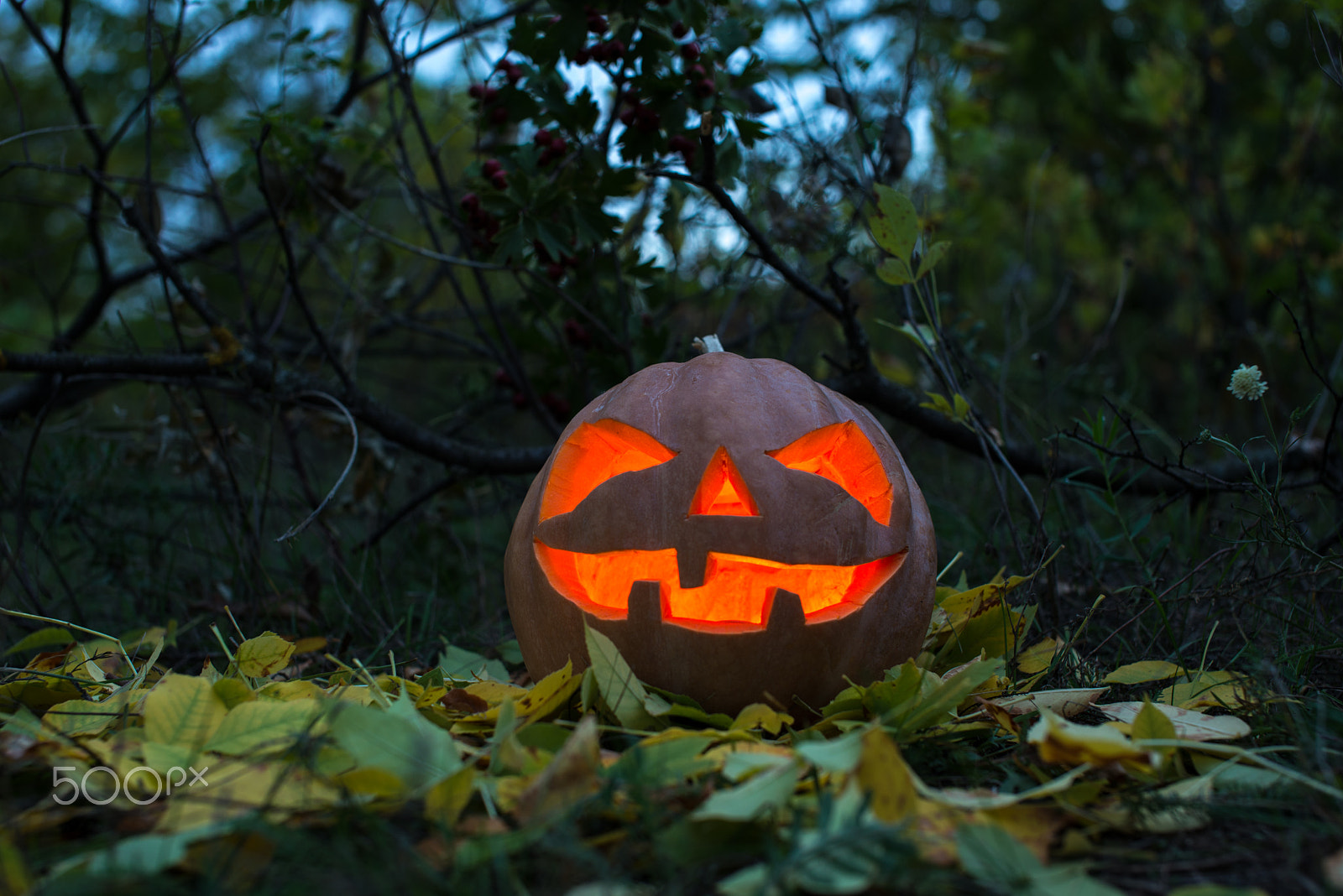 Nikon D600 + Sigma 50mm F1.4 EX DG HSM sample photo. Scary halloween pumpkin and the old board for text photography